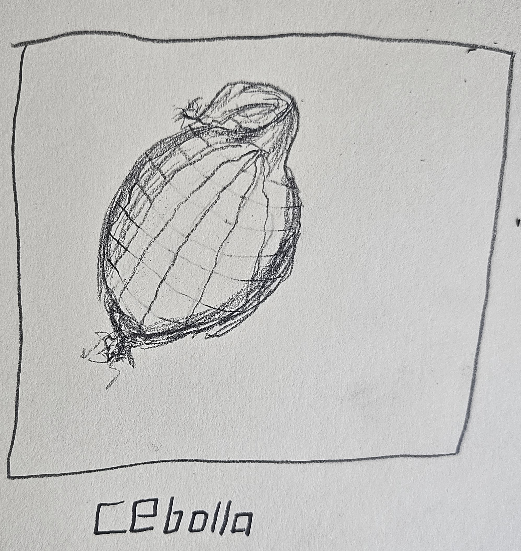 cebolla